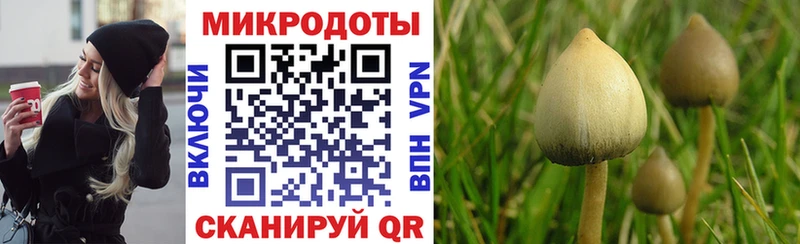 Галлюциногенные грибы Psilocybine cubensis  Можайск 